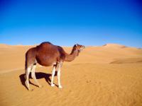 包含阿尔及利亚队雄起挑战，欧锦赛资格赛期盼风光的词条